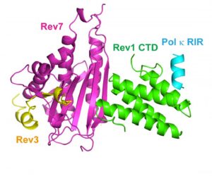 Colorful protein structures